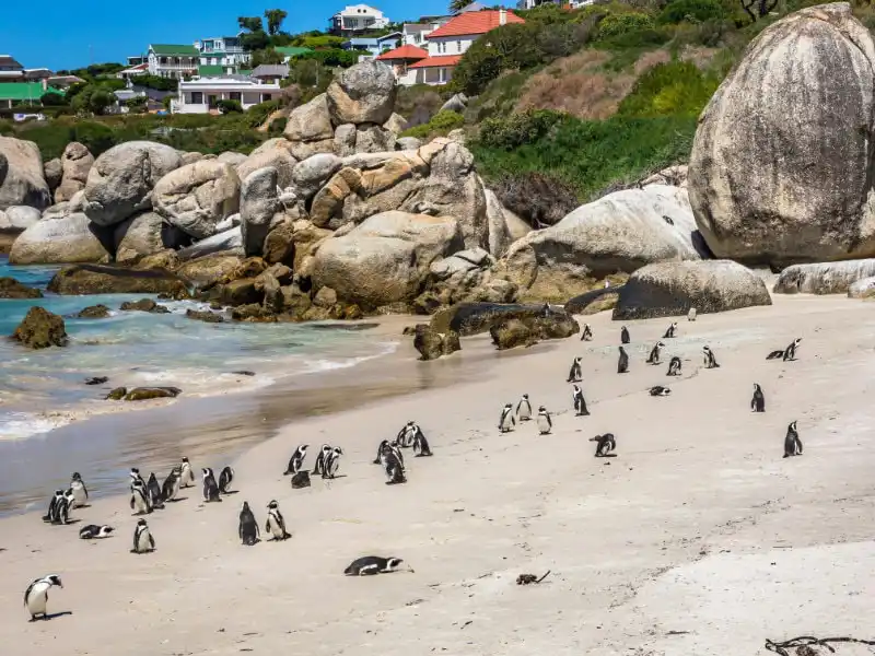 full day cape peninsula tour