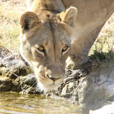 Western Cape Safari Experiences: Big Adventures Close to Cape Town