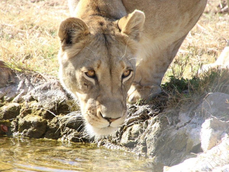 full day cape safari tour
