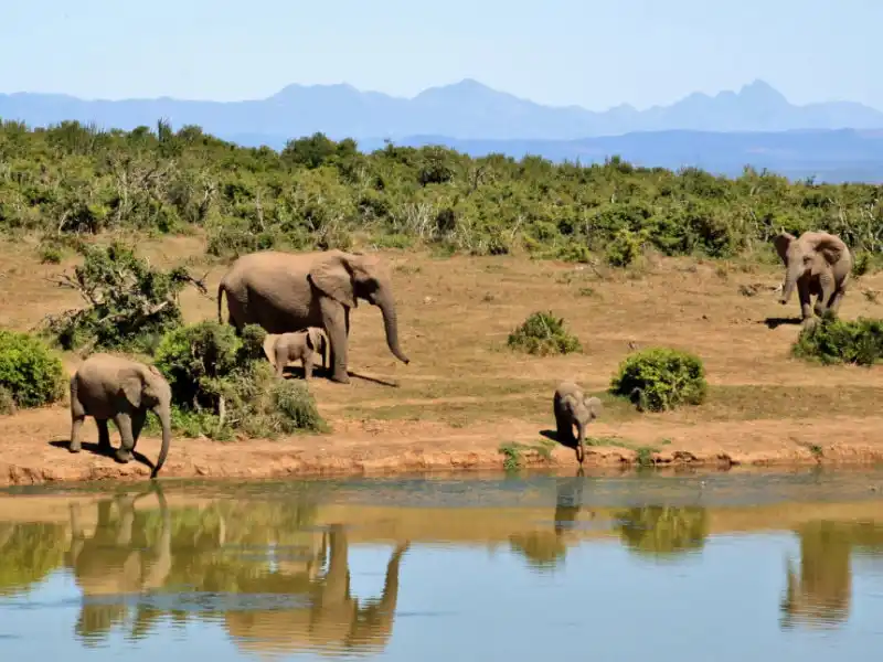 cape safari tours