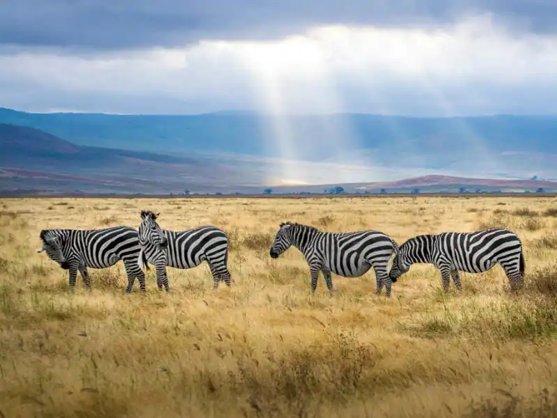 full day safari tour