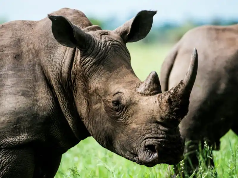 full day cape safari tour