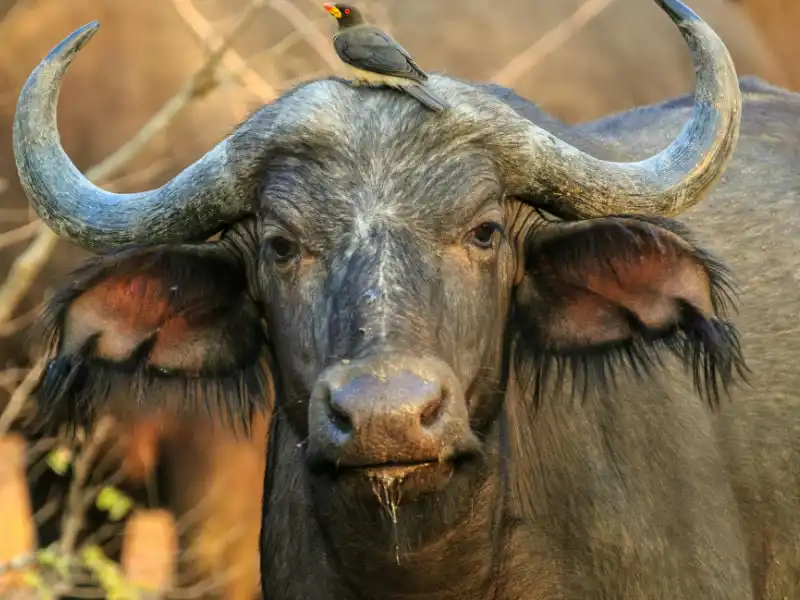 full day cape safari tour