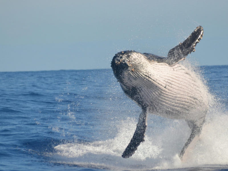 private tours cape town