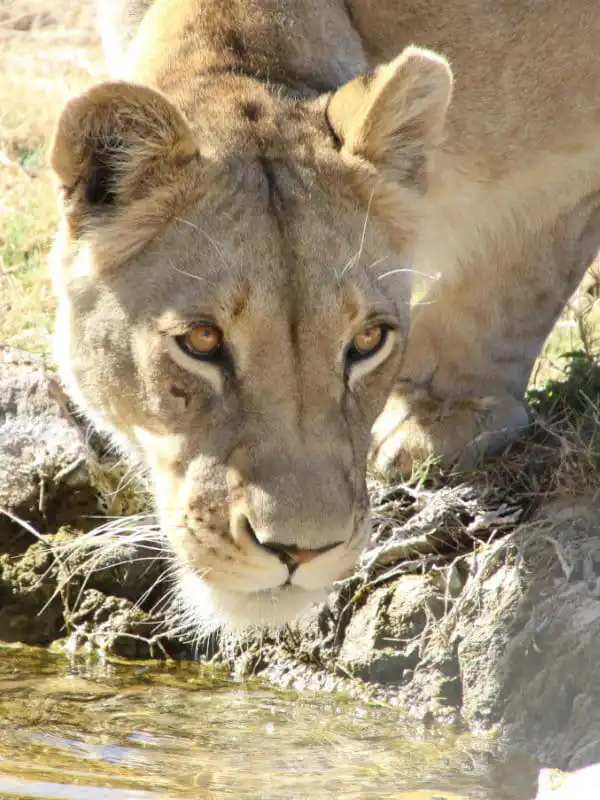 tour operator cape town