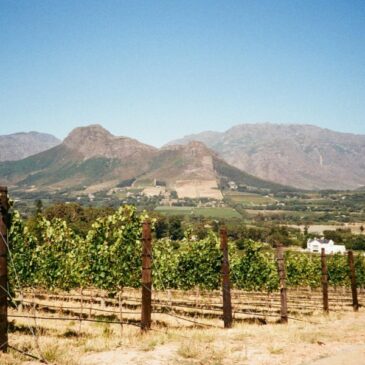 The Cape Winelands: Where Time Slows and Every Moment Is Savoured