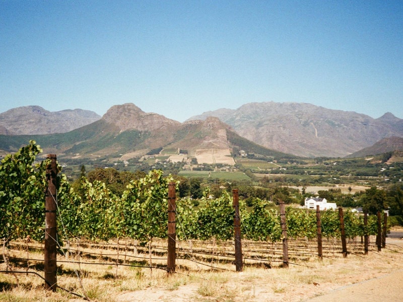 The Cape Winelands: Where Time Slows and Every Moment Is Savoured